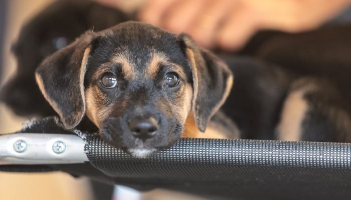 © Paulo Pinto/Agência Brasil